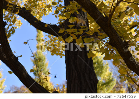 Autumn clouds of ginkgo biloba trees 72647559