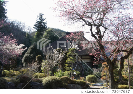 里山的梅花盛開 72647687