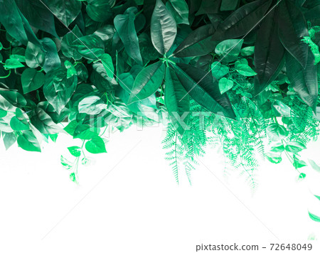The light background and the color effect of the drooping plant 12 The light background and the color effect of the drooping plant 12 72648049