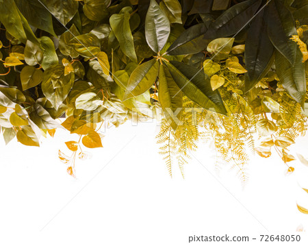 下垂植物的淺色背景和色彩效果10 72648050