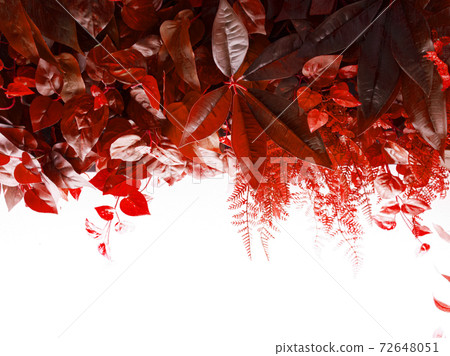 Light background and color effect of sagging plants 8 Light background and color effect of sagging plants 8 72648051