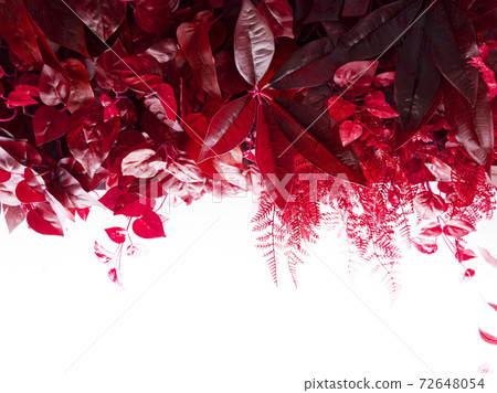 The light background and the color effect of the drooping plant 7 The light background and the color effect of the drooping plant 7 72648054