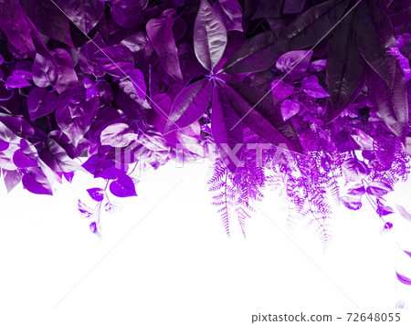 Light background and color effect of sagging plants 4 Light background and color effect of sagging plants 4 72648055