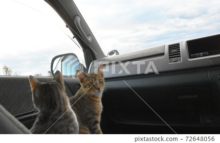 Go out by car with a kitten! Sakura Furusato Square Go out by car with a kitten! Sakura Furusato Square 72648056