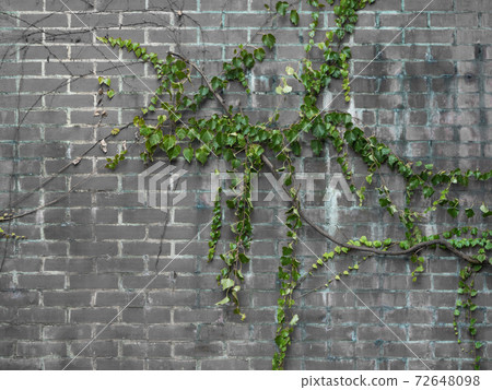 Ivy growing on a brick wall Ivy growing on a brick wall 72648098