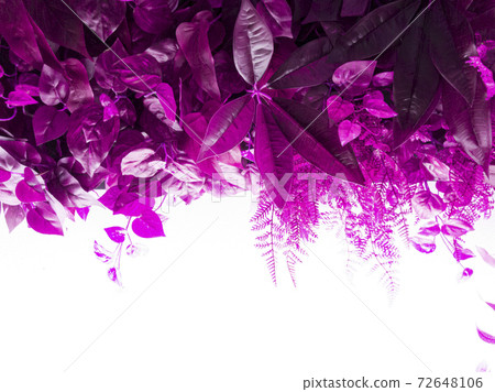 The light background and the color effect of the drooping plant 5 The light background and the color effect of the drooping plant 5 72648106
