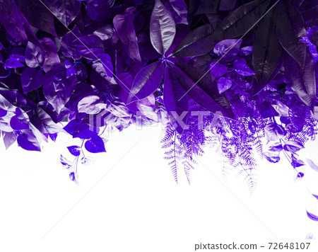 The light background of the drooping plant and the color effect and 3 The light background of the drooping plant and the color effect and 3 72648107