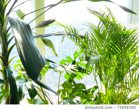 Two types of leafy plants and windows Two types of leafy plants and windows 72648380