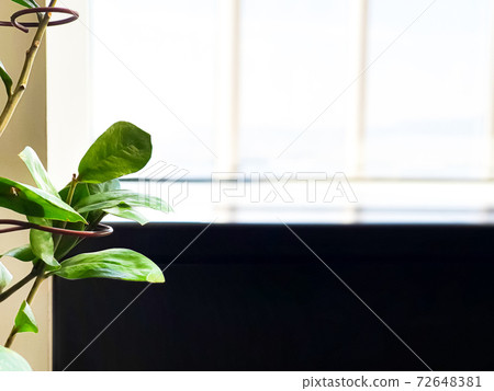 突出的花朵葉子後面可見黑色的落地窗 突出的花朵葉子後面可見黑色的落地窗 72648381
