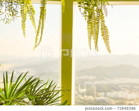Central window frame and city background behind the plants Central window frame and city background behind the plants 72648386