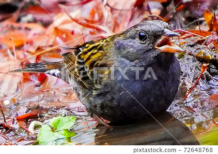 Gray bunting fighting. Gray bunting fighting. 72648768