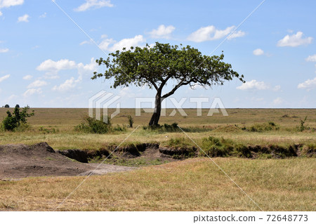 View of Masai Mara (Maasai Mara National Reserve, Kenya) 72648773