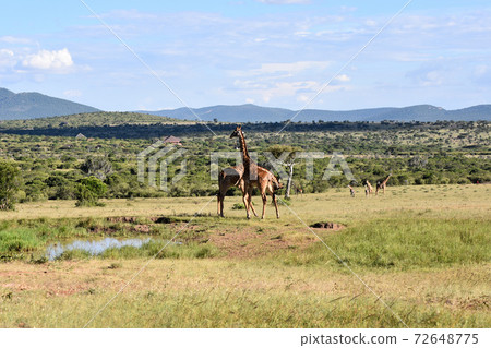 View of Masai Mara (Maasai Mara National Reserve, Kenya) 72648775