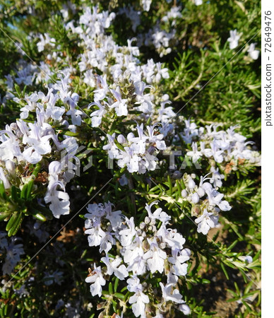 草本迷迭香花 草本迷迭香花 72649476