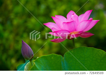 蓮花 72649589