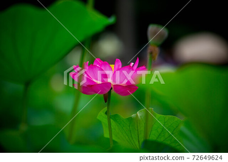 蓮花 72649624