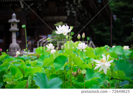 蓮花 72649625