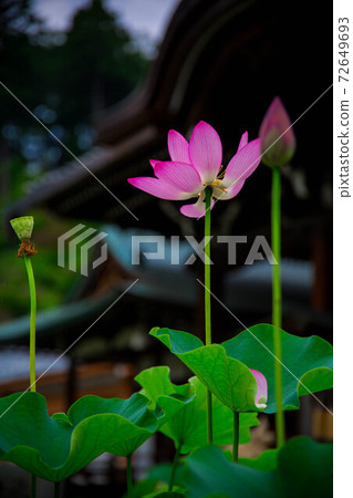 蓮花 蓮花 72649693