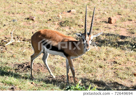 Impala (Maasai Mara National Reserve, Kenya) Impala (Maasai Mara National Reserve, Kenya) 72649694