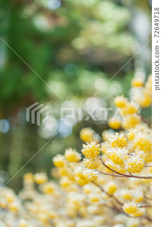 Mitsumata no Hana [3月] 72649718