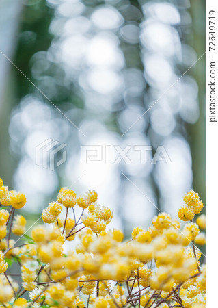 Mitsumata no Hana [3月] 72649719