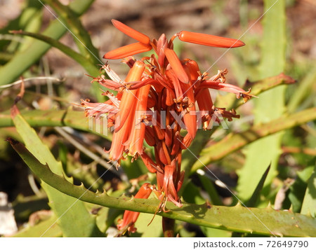 Candelabra aloe (aloe) flowers Candelabra aloe (aloe) flowers 72649790