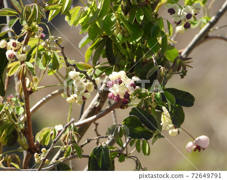 Akebi flower Akebi flower 72649791