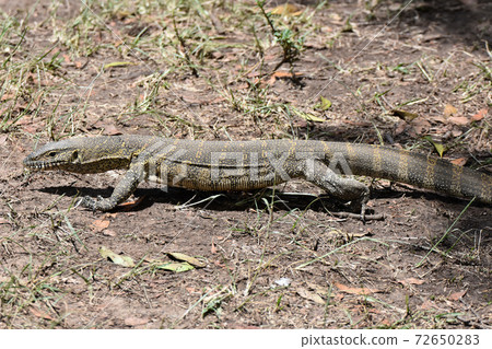 Nile Monitor Lizard (Maasai Mara National Reserve, Kenya) 72650283