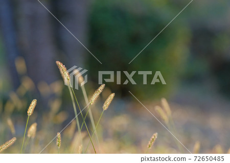 一隻貓在風中搖曳 72650485