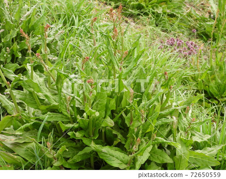 Sorrel (wild grass) 72650559