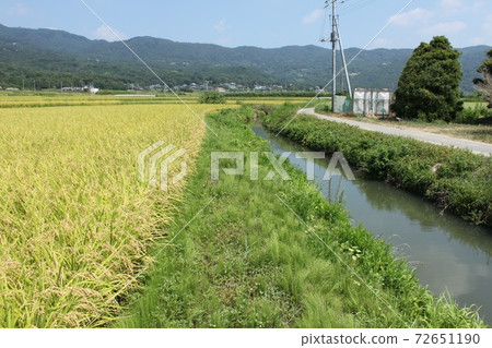 筑波山麓和稻田 72651190
