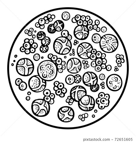 Chlorella 72651605