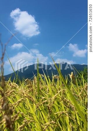 筑波山和收成臨近的稻田 筑波山和收成臨近的稻田 72651650