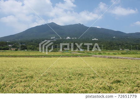 Mt. Tsukuba and rice fields near rice harvesting Mt. Tsukuba and rice fields near rice harvesting 72651779