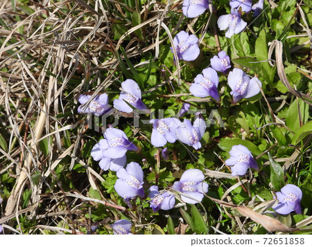 Sagigoke（Sagimosa）Murasakisagigoke 72651858