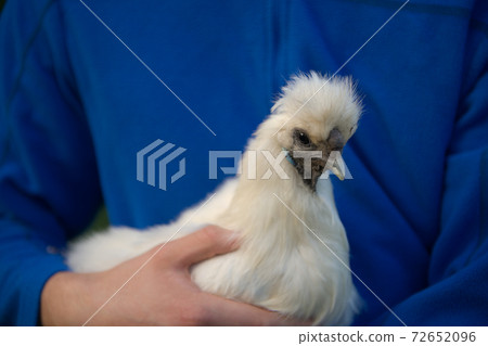 Close up portrait of soft white pet silkie chicken. Blue background. 72652096