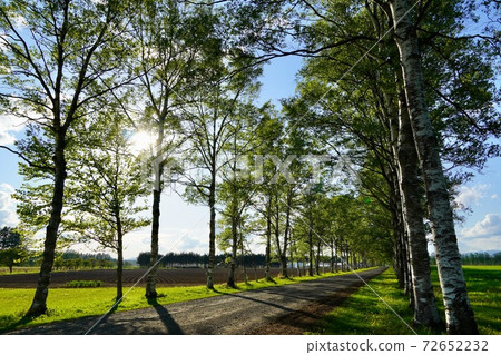 Tokachi Farm / Shirakaba Namiki Tokachi Farm / Shirakaba Namiki 72652232