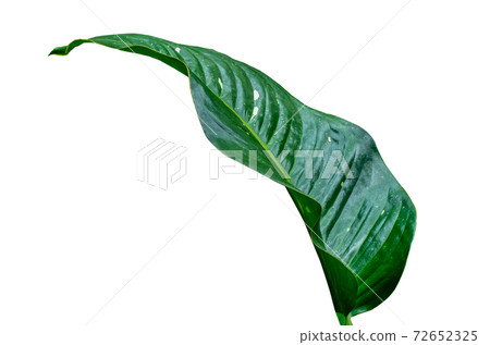 Leaves Calathea ornata pin stripe background White Isolate Leaves Calathea ornata pin stripe background White Isolate 72652325