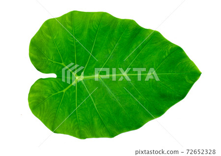Leaves Calathea ornata pin stripe background White Isolate 72652328