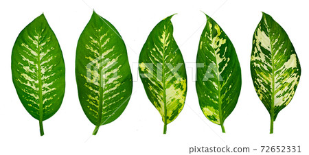 Leaves Calathea ornata pin stripe background White Isolate Leaves Calathea ornata pin stripe background White Isolate 72652331