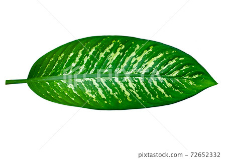 Leaves Calathea ornata pin stripe background White Isolate 72652332