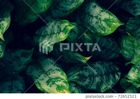Leaves Calathea ornata pin stripe background blue 72652521