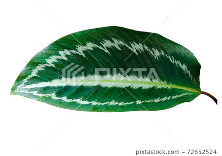 Leaves Calathea ornata pin stripe background White Isolate Leaves Calathea ornata pin stripe background White Isolate 72652524
