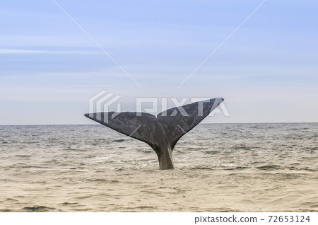 Whale Patagonia Argentina 72653124