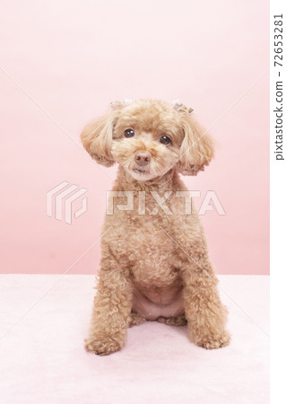 Toy poodle with camera view 72653281