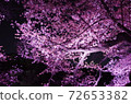 櫻花在夜間被粉紅色的燈光照亮 72653382