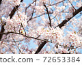 藍天和櫻花 72653384