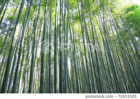 竹林怪物/竹 72653385