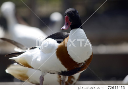 翹鼻麻鴨 72653453