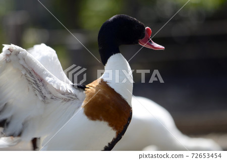 翹鼻麻鴨 72653454